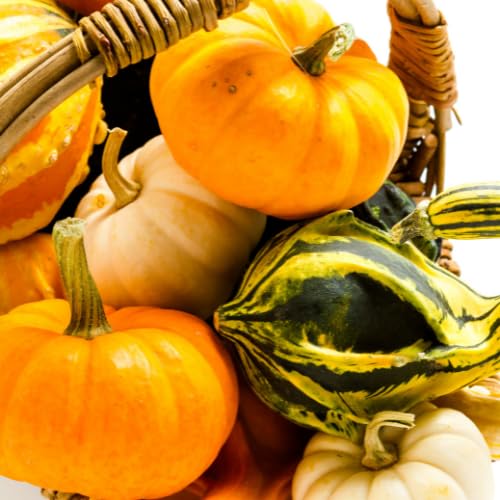 Quast Meerrettich Frische Zierkürbisse | Herbstdeko | Deko-Naturkürbisse | Verschiedene Sorten, Größen und Farben (1 Kiste (5-7 Stück))