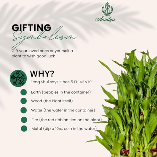 Image of Amulya Farms Live Lucky Bamboo 5 layer plant in Enamel Metal Pot | Bamboo Plants for home decoration | Indoor Plants for Home | Ideal for Living room, Balcony, Office desk & Kitchen | Vastu Plant |
