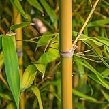 KVITER 50 Yellow Bamboo Seeds – Fast Growing, Cold Hardy, Organic Bamboo Privacy Plant for Large Outdoor Landscaping, Perfect Clumping Variety Seeds for Year-Round Beauty & Privacy Screen