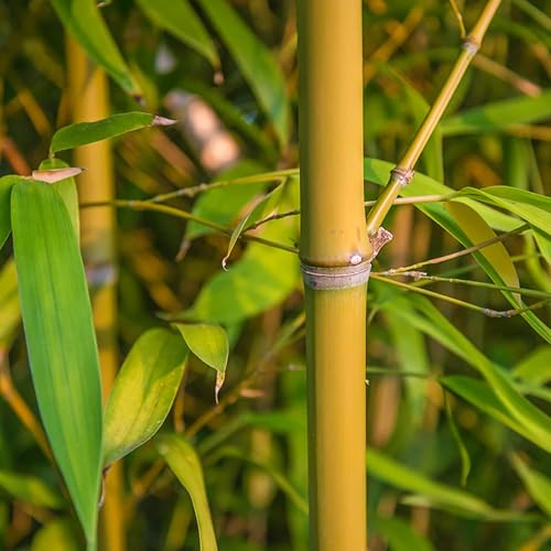 KVITER 50 Yellow Bamboo Seeds Fast Growing, Cold Hardy, Organic Bamboo Privacy Plant for Large Outdoor Landscaping, Perfect Clumping Variety Seeds for Year-Round Beauty & Privacy Screen