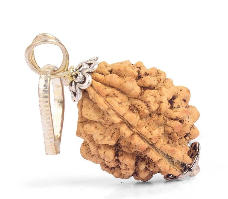 2 Mukhi Rudraksha Nepal Certified 2 Face Rudraksha Original Brown Bead | Do Mukhi Rudraksha With Silver Capping Blessed With Shiv Parvati (अर्धनारीश्वरी) Natural brown Bead For Jaap, Mala-image-28