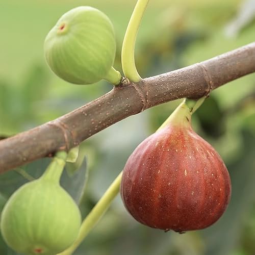 02 Celeste Sugar Fig Tree Live Plant From 18 To 20 Inc Tall Planting Ornaments Perennial Garden Simple To Grow Pots #TOP4