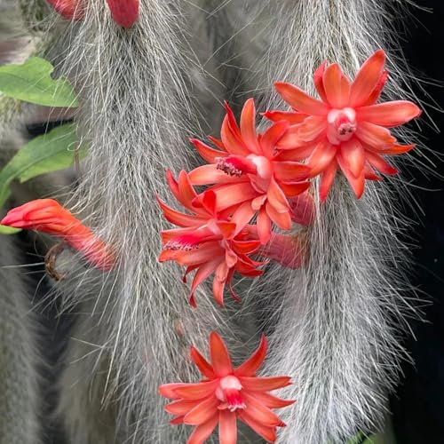 affenschwanzkaktus - grünpflanzen immergrüne winterhart affenschwanzkaktussamen seltene exotische nachhaltige produkte geschenke für gartenliebhaber büropflanzen 20pcs affenschwanzkaktus - grünpflanzen immergrüne winterhart affenschwanzkaktussamen seltene exotische nachhaltige produkte geschenke für gartenliebhaber büropflanzen 20pcs