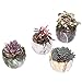 winemana Set of 4 Modern Style Marbling Ceramic Flower Pot Succulent Cactus Bonsai Planter Pots Container (Marbling Container)