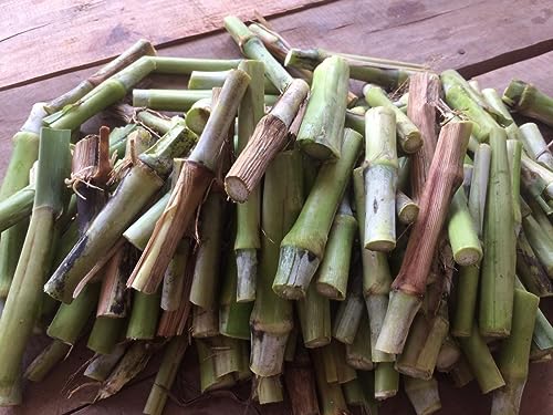 Hybrid Super Napier Grass Sticks | Pack of 50 Green Napier Sticks | Green Fresh Napier Sticks