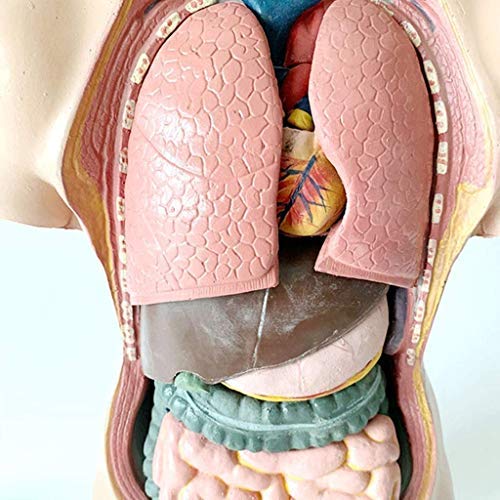Maniquí Humano 55cm Anatomía Médica Equipo Médico Visceral Enseñanza del Torso Humano