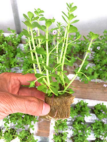 Buy Moneywort (Bacopa monnieri)