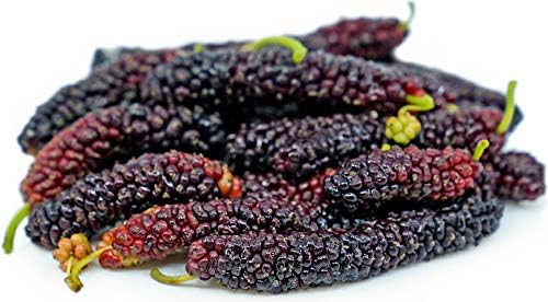 Pakistan Long Mulberry Tree - Morus Macroura - Not Dwarf