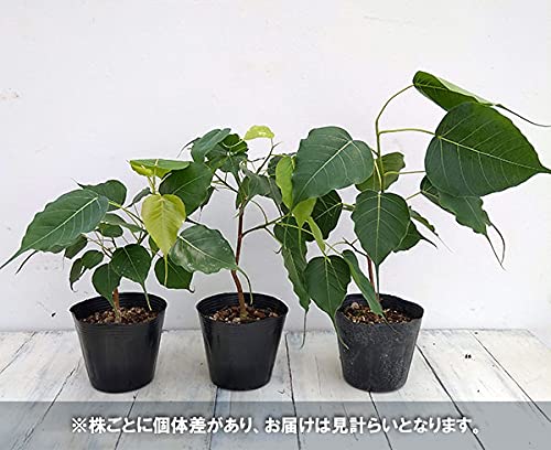 Amazon｜フィカス：レリジオーサ（スリーマハーボダイジュ）4号ポット