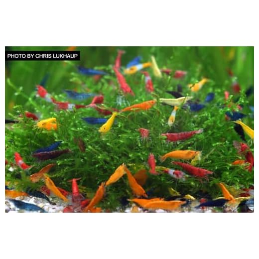 Mixed Color Neocaridina Shrimp Assortment