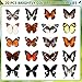 Hoteam 20 Pcs Real Butterfly Specimen Taxidermy Artwork Natural Unmounted Butterfly Collection Assorted Taxidermy Animals for Entomology Craft Material Decor Home Desktop Office Display