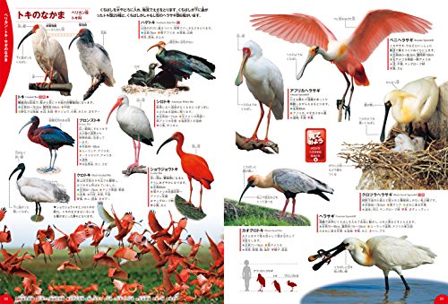 ミナミジサイチョウが脱走 飼い主は茨城のペットショップ 千葉での目撃情報と発見後の対応 カパりんブログ