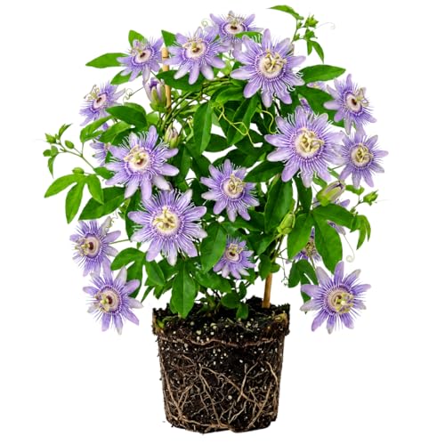 Live Maypop Passion Vine Plant Passiflora Incarnata Plant 4-8 Inch Tall Passion Flower Climbing Vine for Outdoor Landscaping and Garden Growing