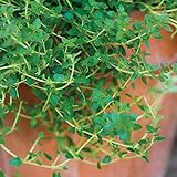 Thyme leaves draping over a clay pot
