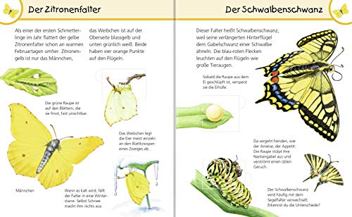 Schmetterlinge