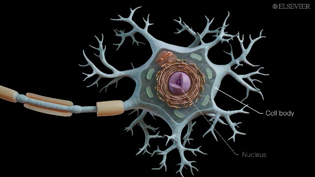 Ross & Wilson Anatomy and Physiology in Health and Illness