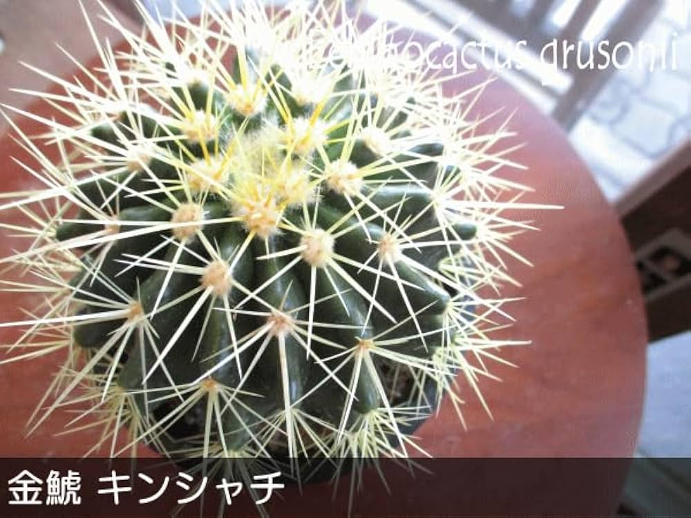 サボテン　金鯱　白鉢 楽天市場】サボテン 金鯱 8号 プラ鉢 キンシャチ 土 鉢 種 種類