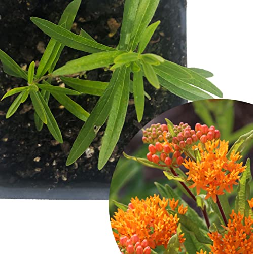 Smoke Camp Crafts Organic Butterfly Milkweed