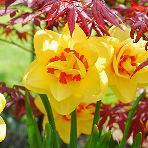 Daffodil Hardy Garden Bulbs, Spring Flowering, Scented Double Flowers, Easy to Establish, Ideal for Garden Borders & Patios, 10 x Daffodil (Narcissus) Raffles Bulbs by Thompson & Morgan