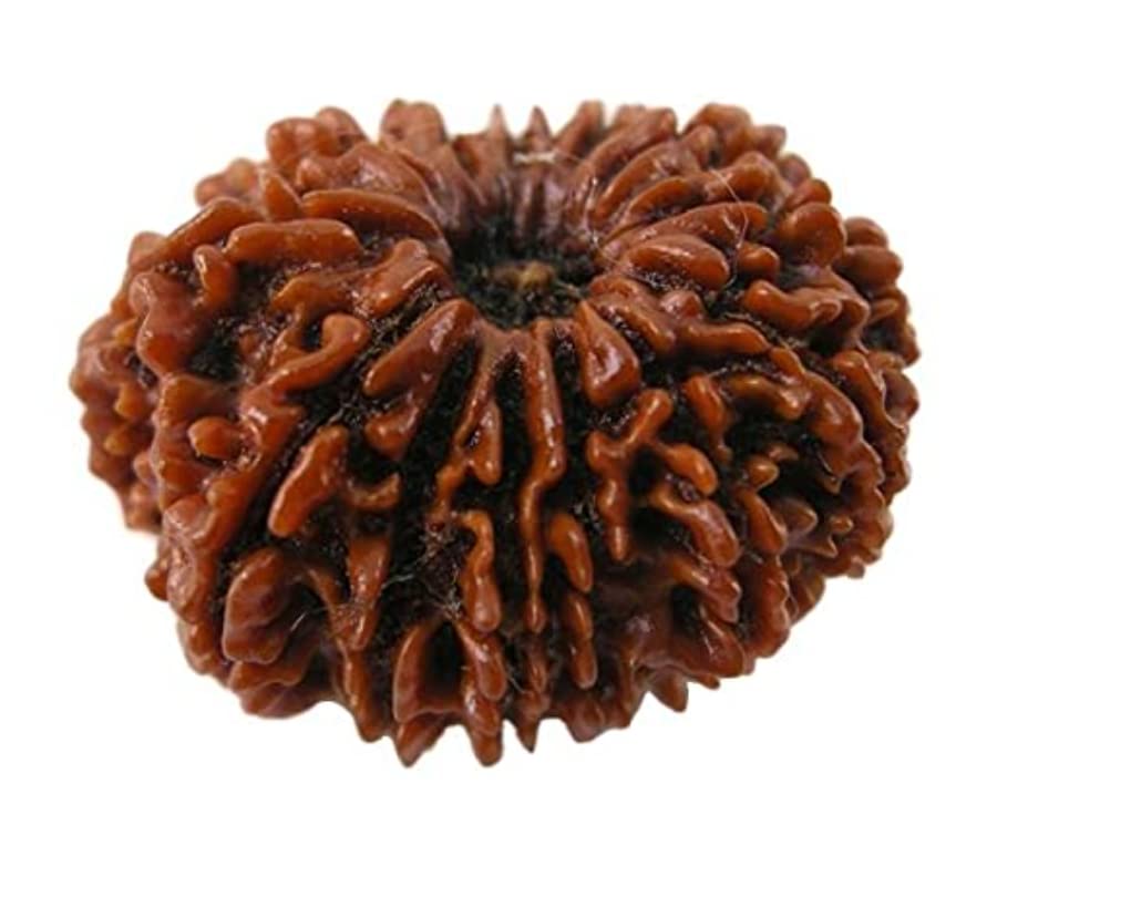 Amazon.co.jp: 認定宝石 13 ムキ ネパール ルドラークシャ オリジナル