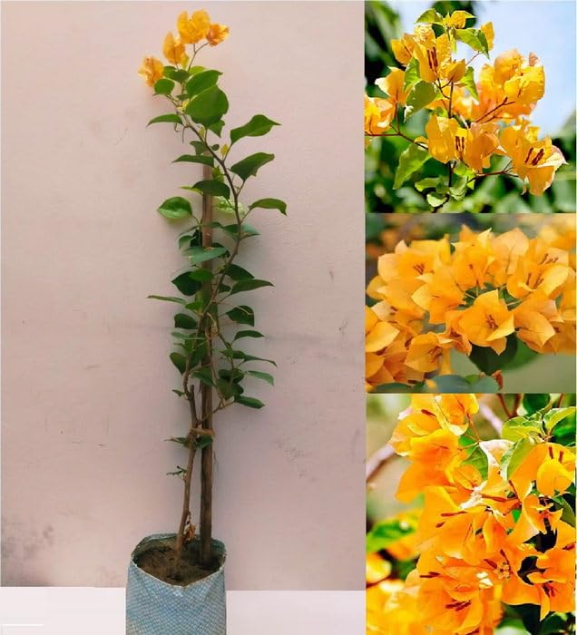 OhhSome Rare Dwarf Yellow Bougainvillea Spectabilis - Colorful Live Plant (Hybrid, 1 Healthy Live)(1 Plant) (B0C7VYH4NT) Amazon Price History, Amazon Price Tracker