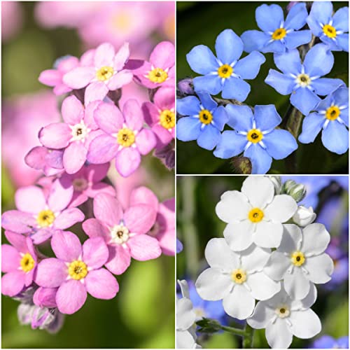 Seed Needs, Forget-Me-Not Seed Packet Collection (Includes 3,000 Forget-Me-Not Seeds for Planting) Heirloom, & Open Pollinated - Rose, Blue & White Seed Needs, Forget-Me-Not Seed Packet Collection (Includes 3,000 Forget-Me-Not Seeds for Planting) Heirloom, & Open Pollinated - Rose, Blue & White
