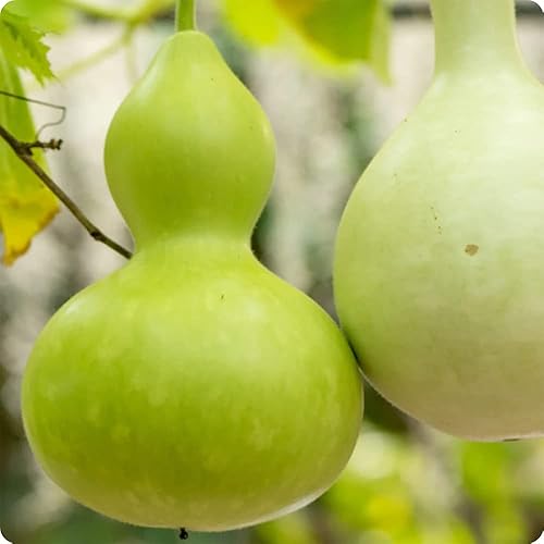 Miniatura 4 de QAUZUY GARDEN 25 semillas gigantes de calabaza en botella (calabaza de cáscara duracalabash) semillas de vid Lagenaria Siceraria  Calabaza