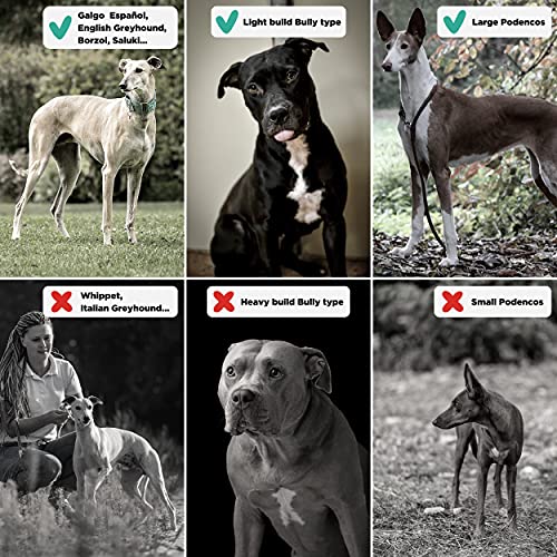 Guinzaglio e collare Martingale abbinati per cani