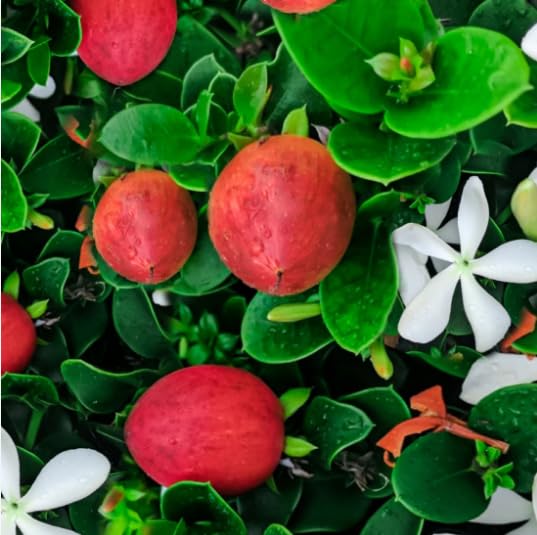Sweet karunda Fruit Natal Plum Fruit Live Plant For Home Gardening Outdoor Live Plants (B0CGHZ84TJ) Amazon Price History, Amazon Price Tracker