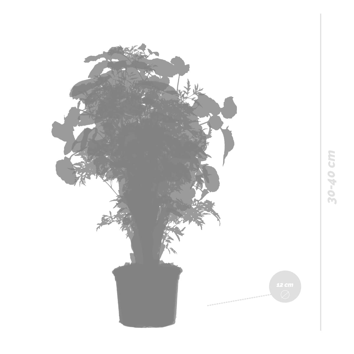 Bloomique - Mix de 3 Polyscias - Aralia - ‘Fabian’, ‘Ming’, ‘Green Lemon’ - Plantas de interior - Apta para mascotas - Altura 30-40 cm - Maceta 12 cm