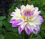 Ferncliff Illusion Dahlia Flower Seeds 50 Stratisfied Seeds