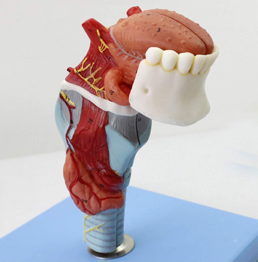Anatomia della Gola Modello della Testa Modello del boccaglio Umano Tiroide Organo Medico Laringe Modello di Scheletro Strumento didattico Scolastico Materiale di Laboratorio
