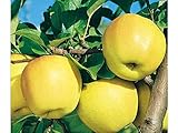 PERAGASHOP 1 planta de manzano Golden Delicious B árbol de fruta madura a octubre