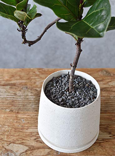 Amazon｜観葉植物 本物 フィカス・リラータ・バンビーノ 曲がり樹形 白