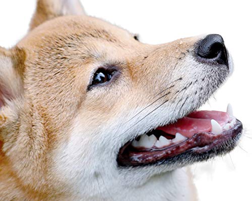 Zahnsteinentferner Set für Hunde und Katzen, 2-teilig in Top-Qualität aus rostfreiem Edelstahl, Zahnreiniger Set mit Zahnstein-Kratzer für zuhause