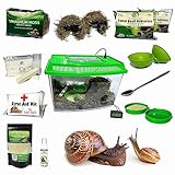 Land Snail Terrarium Kit + 50% Rabatt für lebende Schnecken | Haustierschnecken Vivarium Snailarium Komplettpaket für kleine Schnecke: Helix Aspersa, Otala Lactea (Milchschnecke) etc
