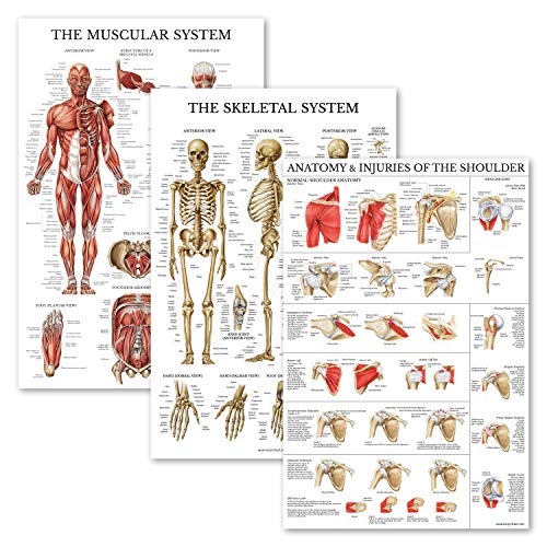 shoulder chart - 3 Pack - Muscle + Skeleton + Anatomy & Injuries of The Shoulder Poster Set - Muscular and Skeletal System Anatomical Charts - Laminated - 18