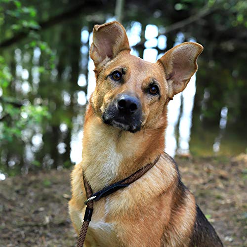 lionto Hundehalsband Retrieverhalsband Dressurhalsband, Länge 35 cm braun