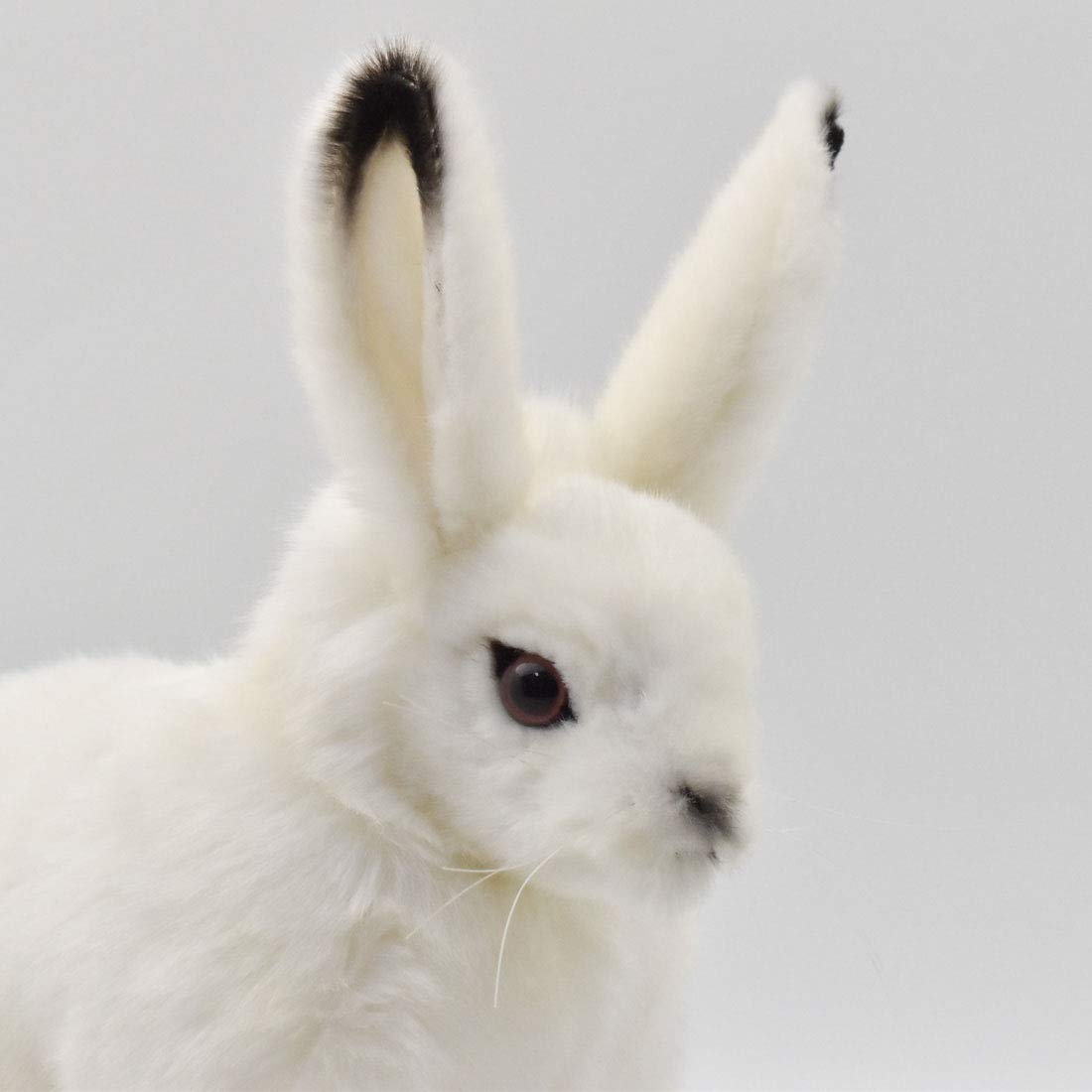 Amazon.co.jp: BH7851 HANSA ホッキョクウサギ30 : おもちゃ