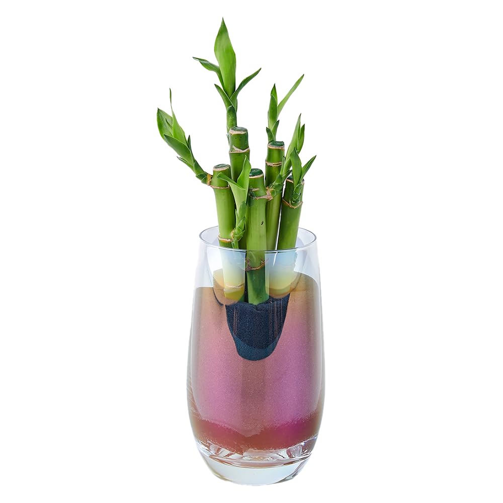 Amazon｜Well Plants 卓上 観葉植物 オーロラカップグラス 土を