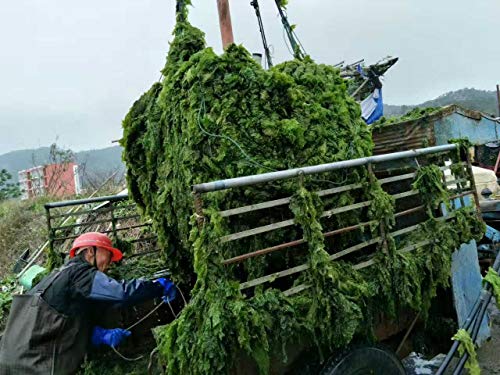 Ulva Lactuca,Green Aonori Flakes,Aosa Seaweed 80g (5bag)