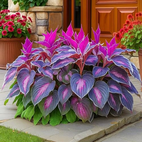 MehrjäHrige Funkie-Rhizom, üBerraschend Wachsend, Winterhart, Geeignet FüR FrüHling Und Herbst, Gartenbesichtigung, Landschaftsgestaltung-4 Rhizom-I