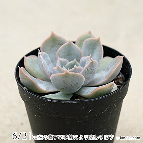 Amazon.co.jp: フィオナ 7.5cmポット 多肉植物 エケベリア Echeveria