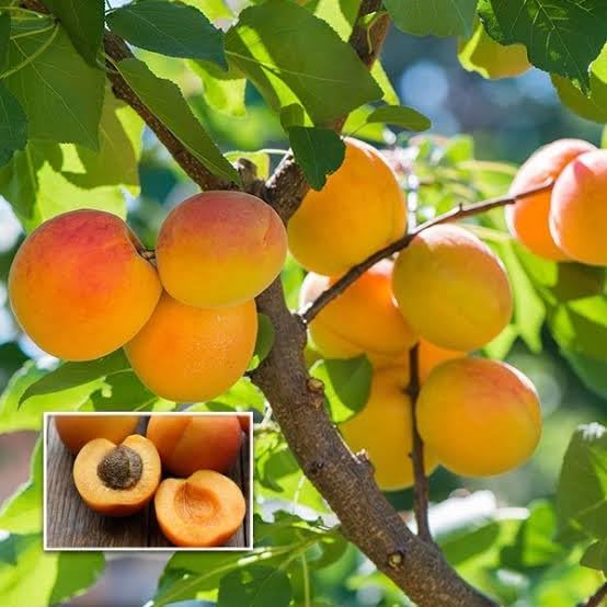 S.D ENTERPRISE Organic Apricot(Khurmani) Grafted Fruit Live Plant (B0CL35WRQ7) Amazon Price History, Amazon Price Tracker