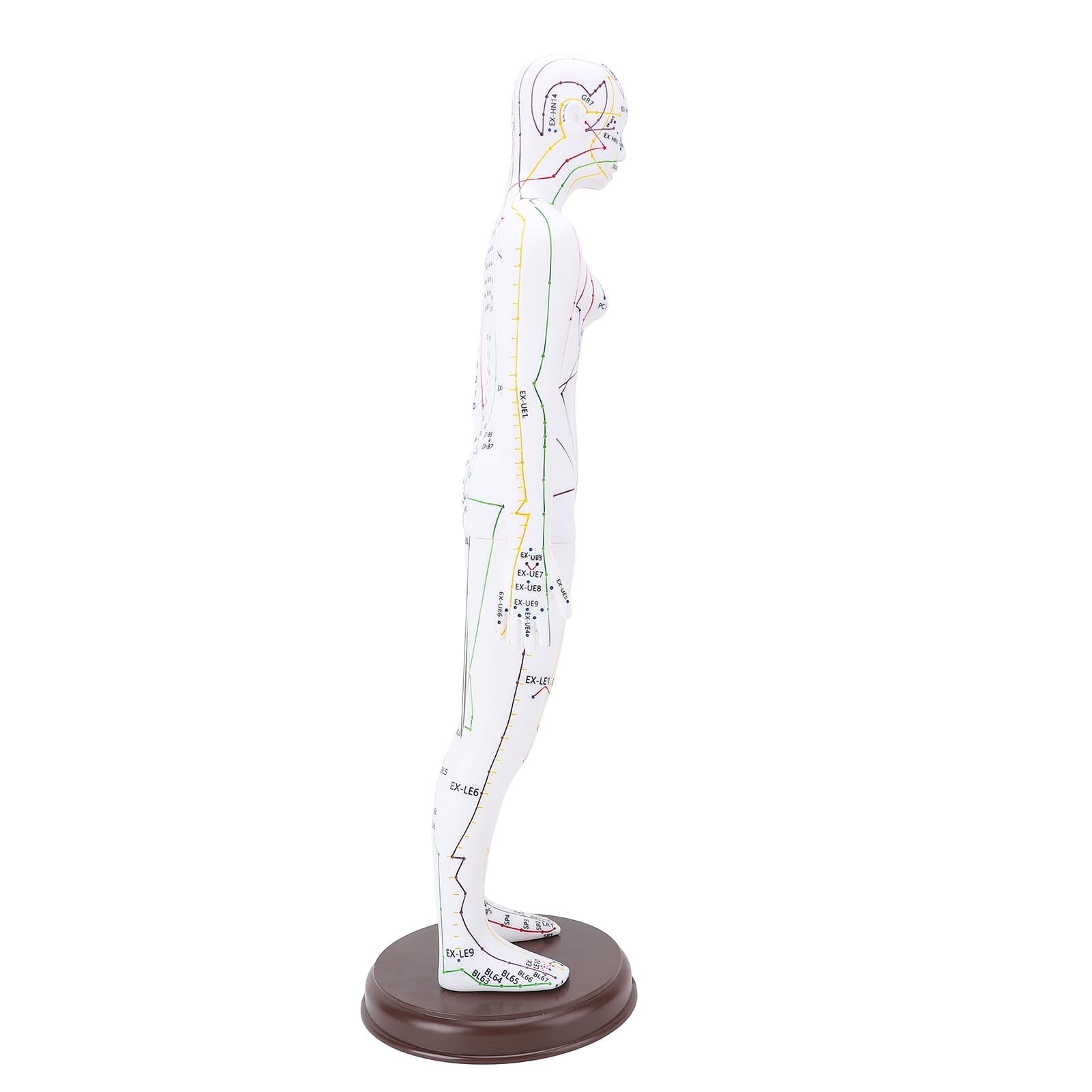 Modelo de Acupuntura de 52 Cm Modelo de Cuerpo Humano con Base para Demostración de Enseñanza Material de PVC (Femenino)