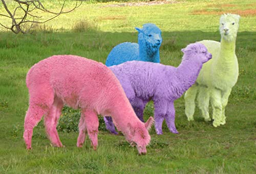 Image of WARRIOR ALPACA SOCKS - Ribbed Casual Everyday Alpaca Wool Crew Socks For Men And Women