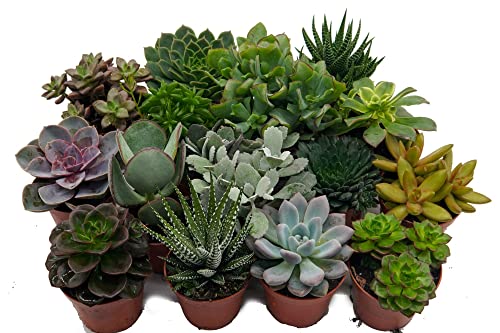 Sukkulenten, Mischung, je im 9cm Topf, Starter Set (18 Pflanzen im Set)