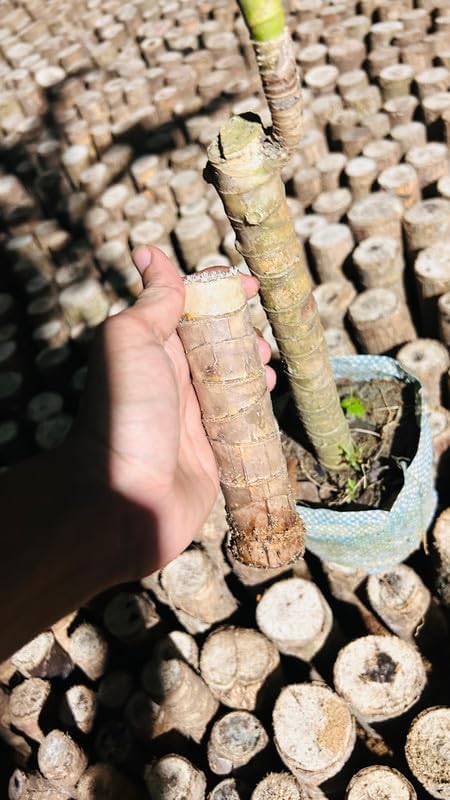 Brazilian Wood|| Lucky brazilian wood for Office/Living room/Indoor home Decorative Live Plant||Healthy Airpurifying plant|| (Pack Of-1 Plant) A_4-picture-22