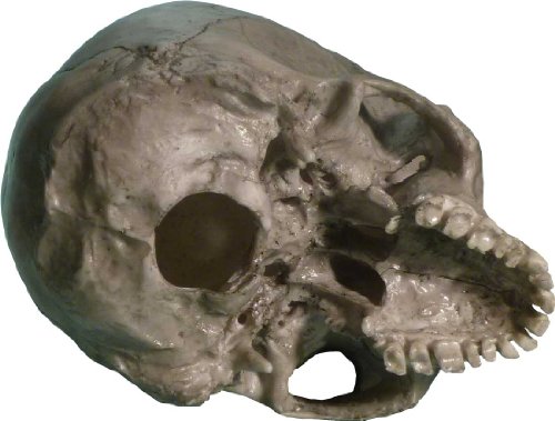 Authentic Life Size Replica Aged Relic Human Skull Reproduction In Crypt Dust Grey Color #3020-3093, By Nose Desserts #TOP6