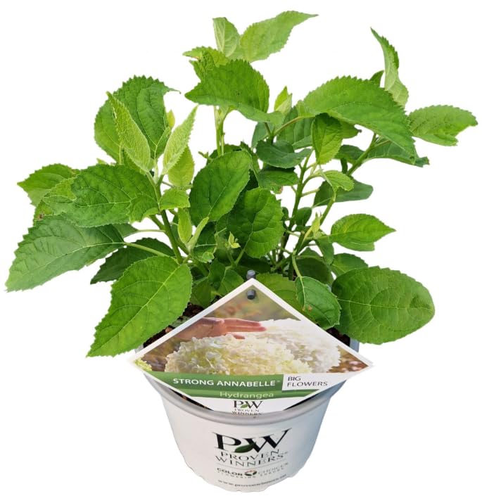 Hydrangea arborescens 'Incrediball' - Potted Garden Plant - Hardy Shrub for Patio Pots & Borders 19 cm Pot 40 cm Height